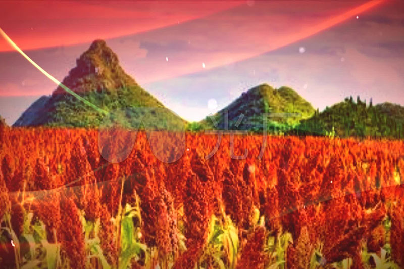 什么是坤沙、碎沙、翻沙、大紅糧、小紅糧？